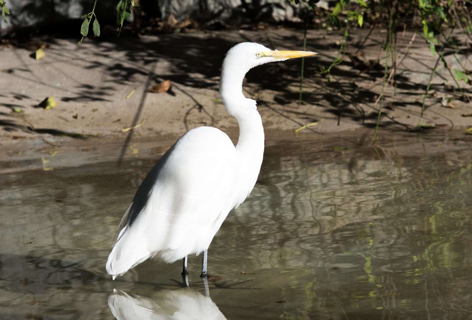 San Diego Zoo Part I 091